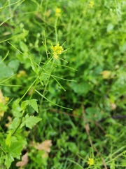 Sisymbrium erysimoides