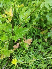Sisymbrium erysimoides