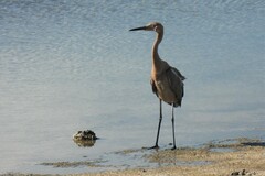 Egretta rufescens rufescens