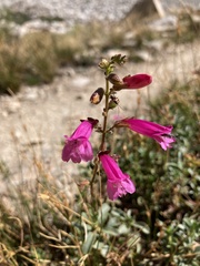 Penstemon newberryi