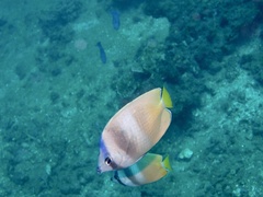 Chaetodon kleinii