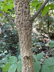 Fraxinus nigra