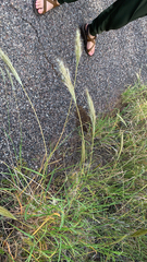 Bothriochloa barbinodis