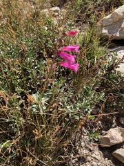 Penstemon newberryi