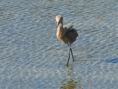 Egretta rufescens rufescens
