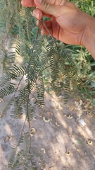 Prosopis alba