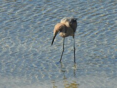 Egretta rufescens rufescens