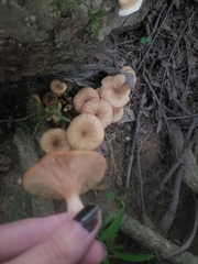 Desarmillaria tabescens