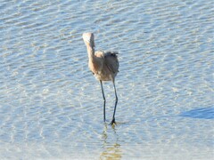 Egretta rufescens rufescens