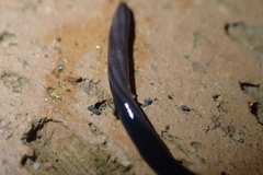 Geoplanidae