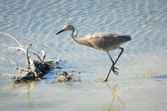 Egretta rufescens rufescens