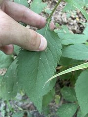 Eurybia furcata