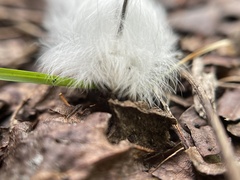 Apatelodes torrefacta