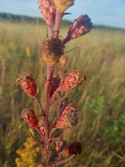 Liatris ligulistylis
