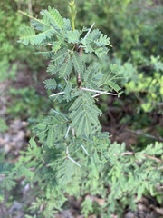 Vachellia farnesiana