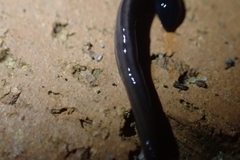 Geoplanidae