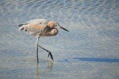 Egretta rufescens rufescens