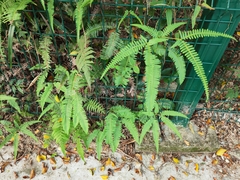 Dicranopteris pedata