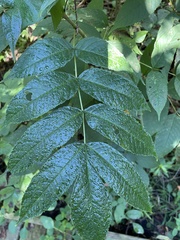 Fraxinus nigra