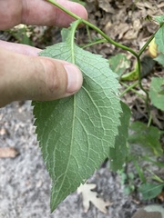 Eurybia furcata