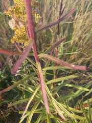 Liatris ligulistylis