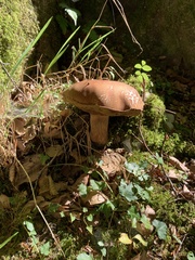 Leccinum aurantiacum