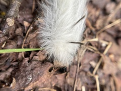 Apatelodes torrefacta