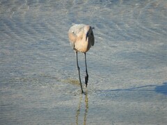 Egretta rufescens rufescens