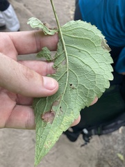 Eurybia furcata