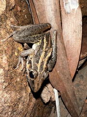 Litoria nasuta