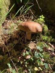 Leccinum aurantiacum