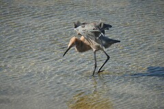 Egretta rufescens rufescens