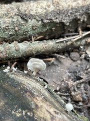 Lentinus tigrinus