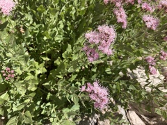 Ageratina occidentalis