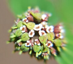 Euphorbia berteroana