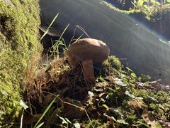Leccinum aurantiacum