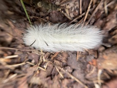 Apatelodes torrefacta