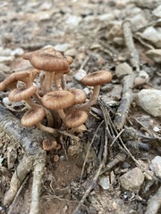 Desarmillaria caespitosa