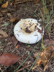 Lactifluus deceptivus