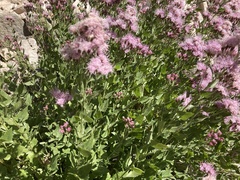 Ageratina occidentalis