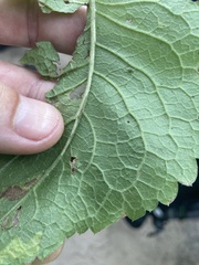 Eurybia furcata