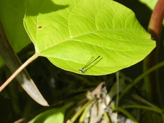 Ischnura posita