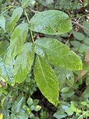 Fraxinus nigra