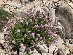 Ageratina occidentalis