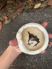 Lactifluus deceptivus