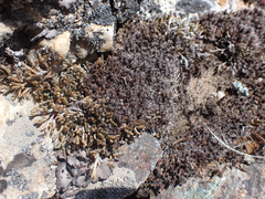 Syntrichia