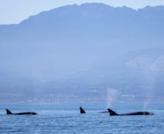 Orcinus orca