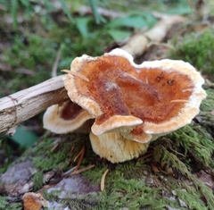 Pycnoporellus fulgens