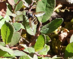 Sericomyia chalcopyga