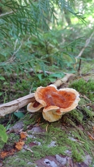 Pycnoporellus fulgens